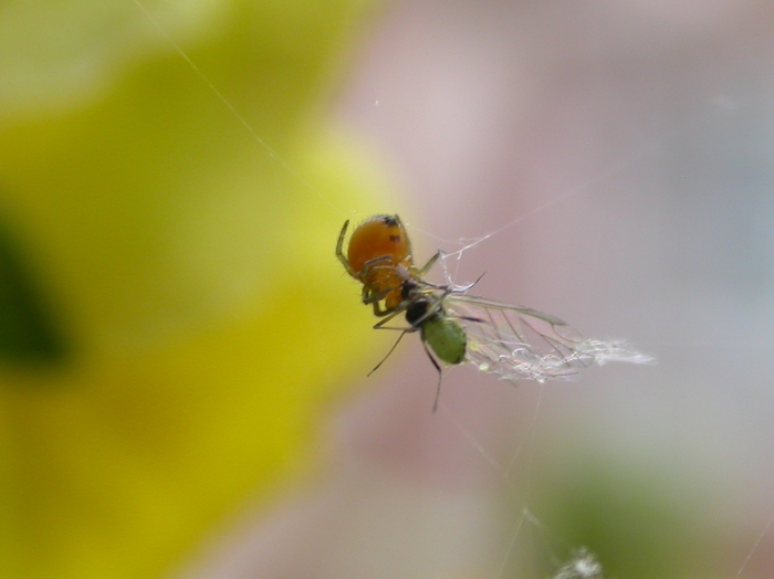 spider with aphid