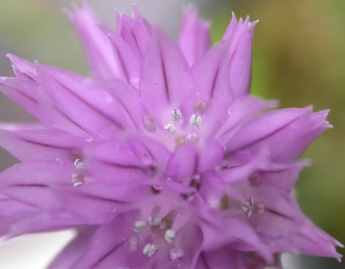 chive blooms