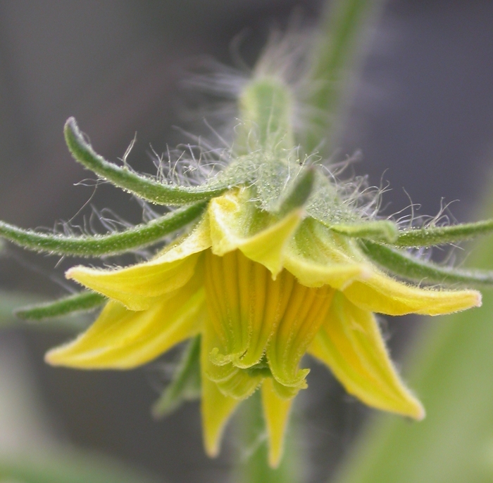 german tomato bloom