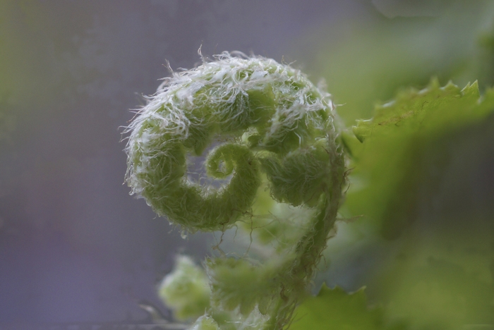 stacked fern