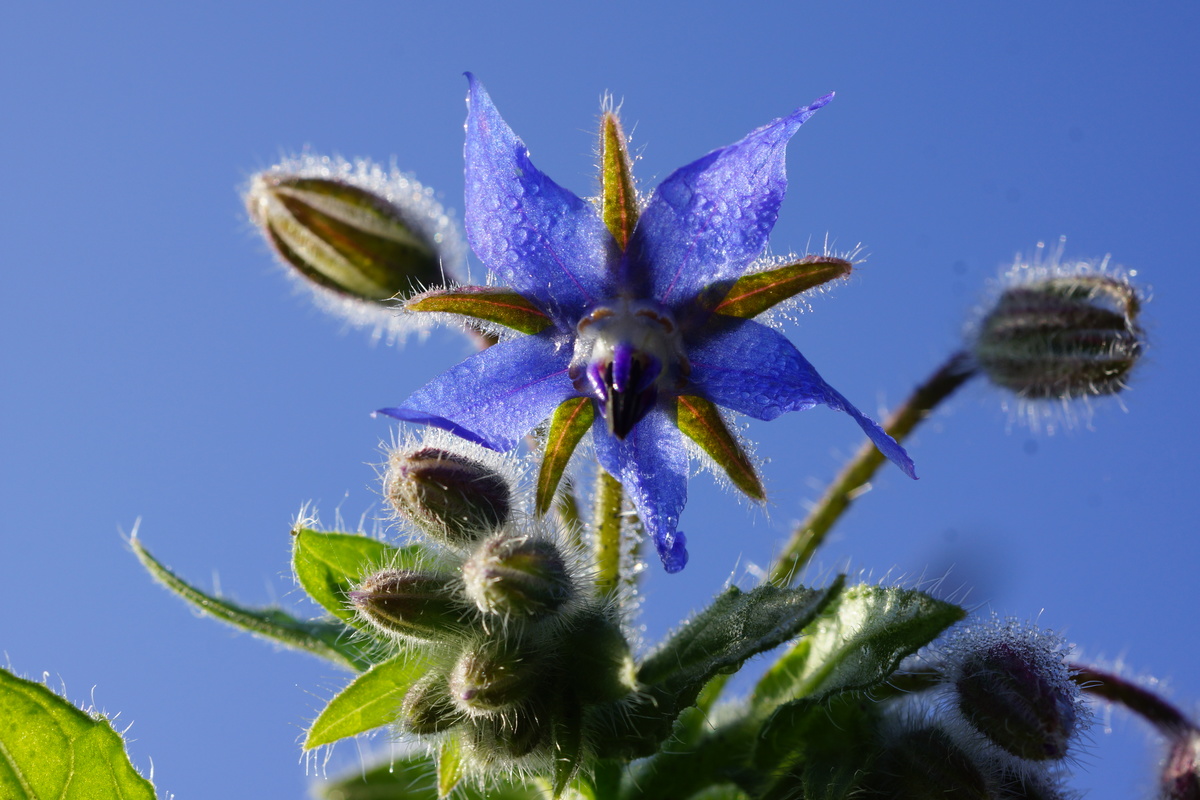 borage