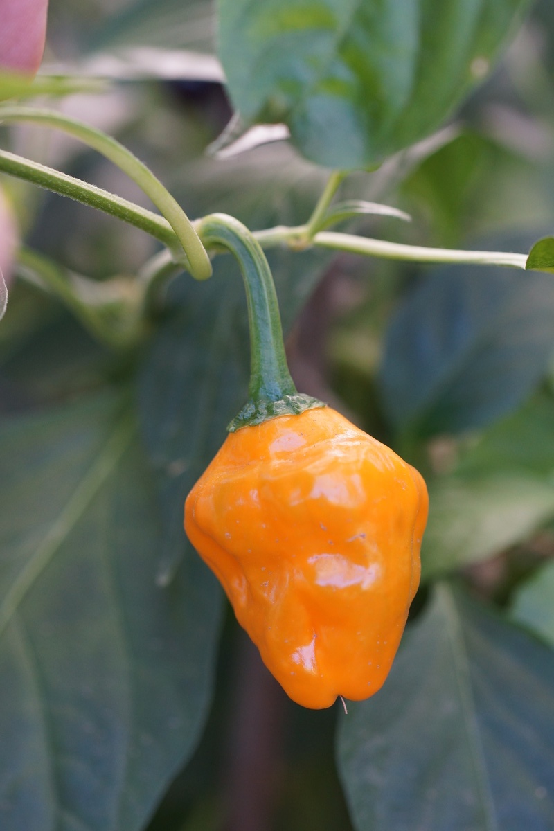 mushroom pepper