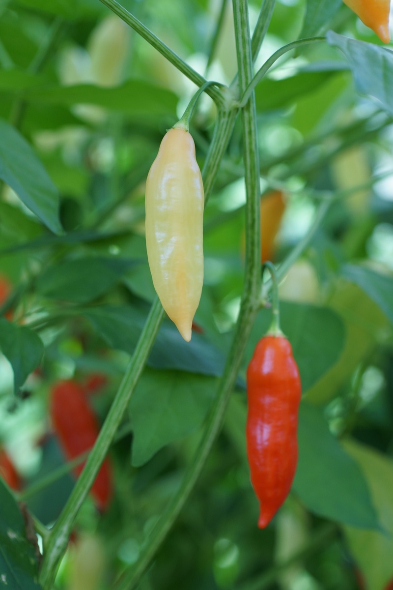 aji amarillo TK