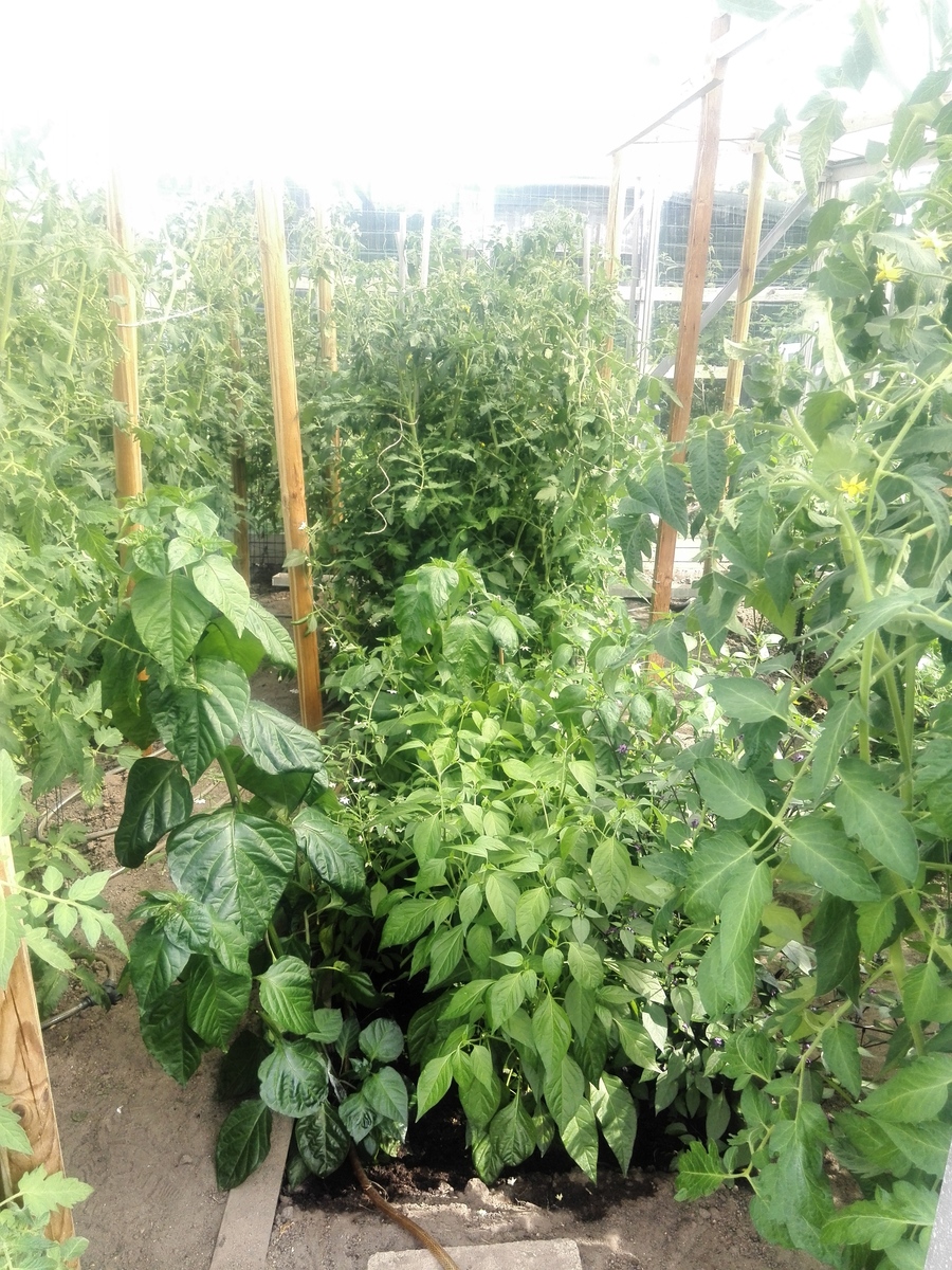 peppers