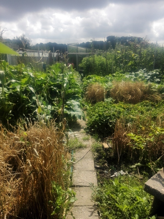 garden August
