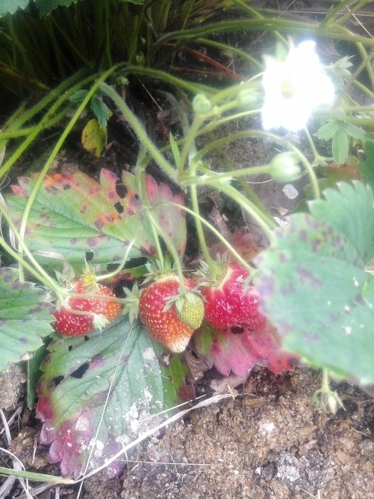 strawberry