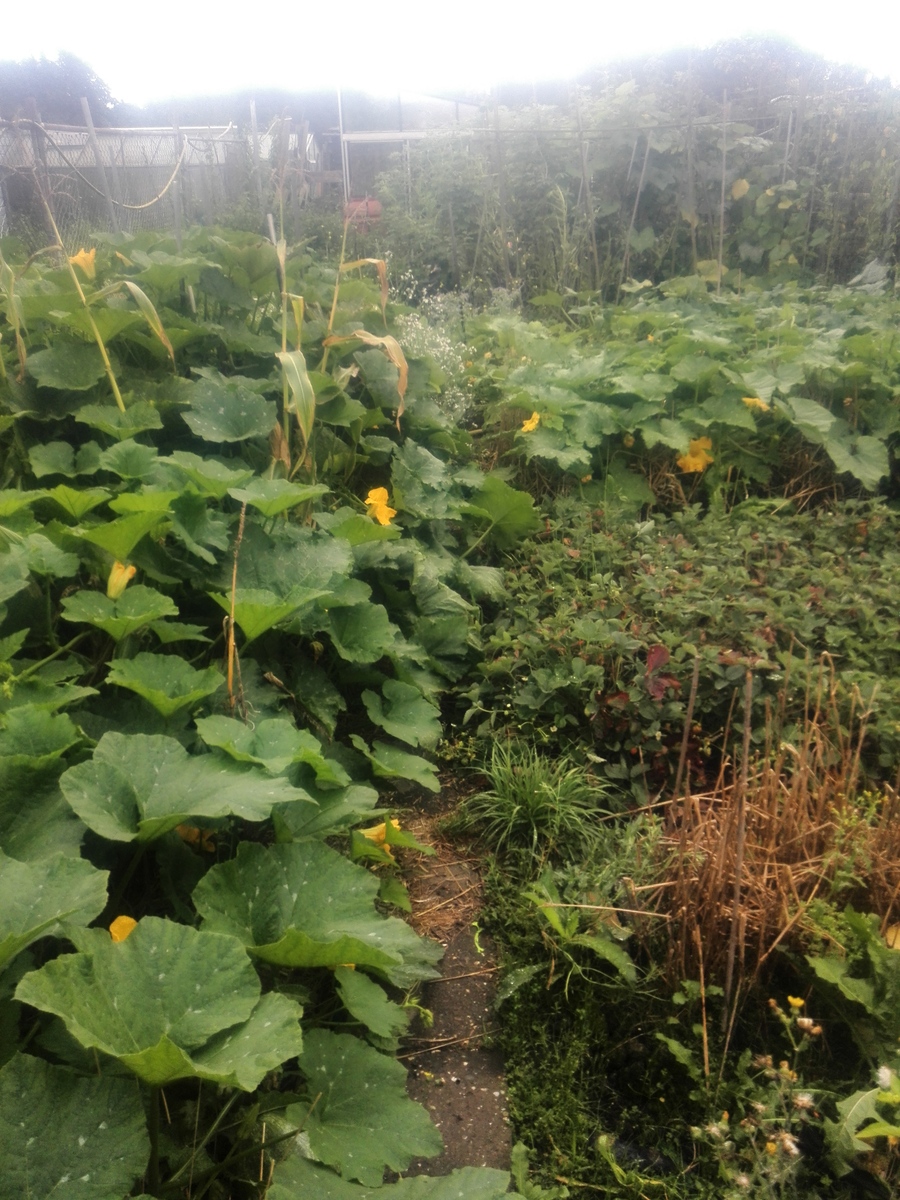 garden September