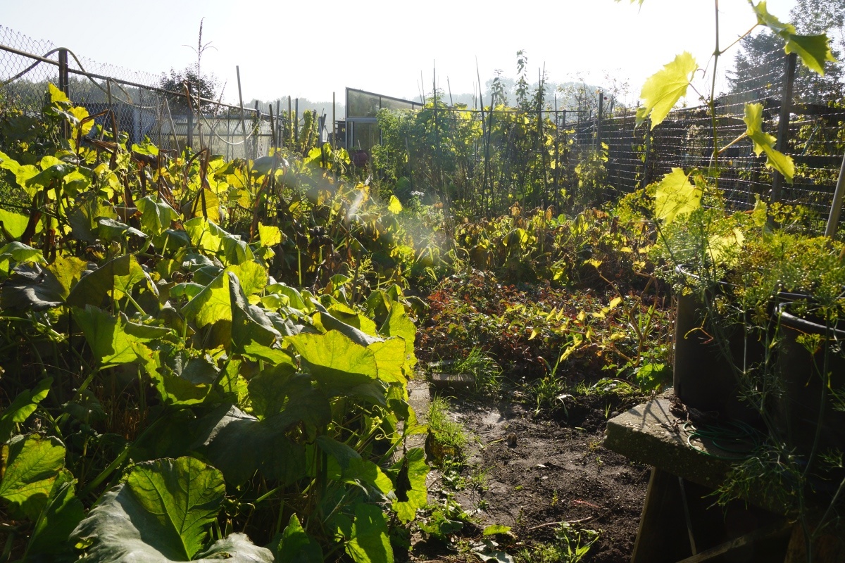 garden October