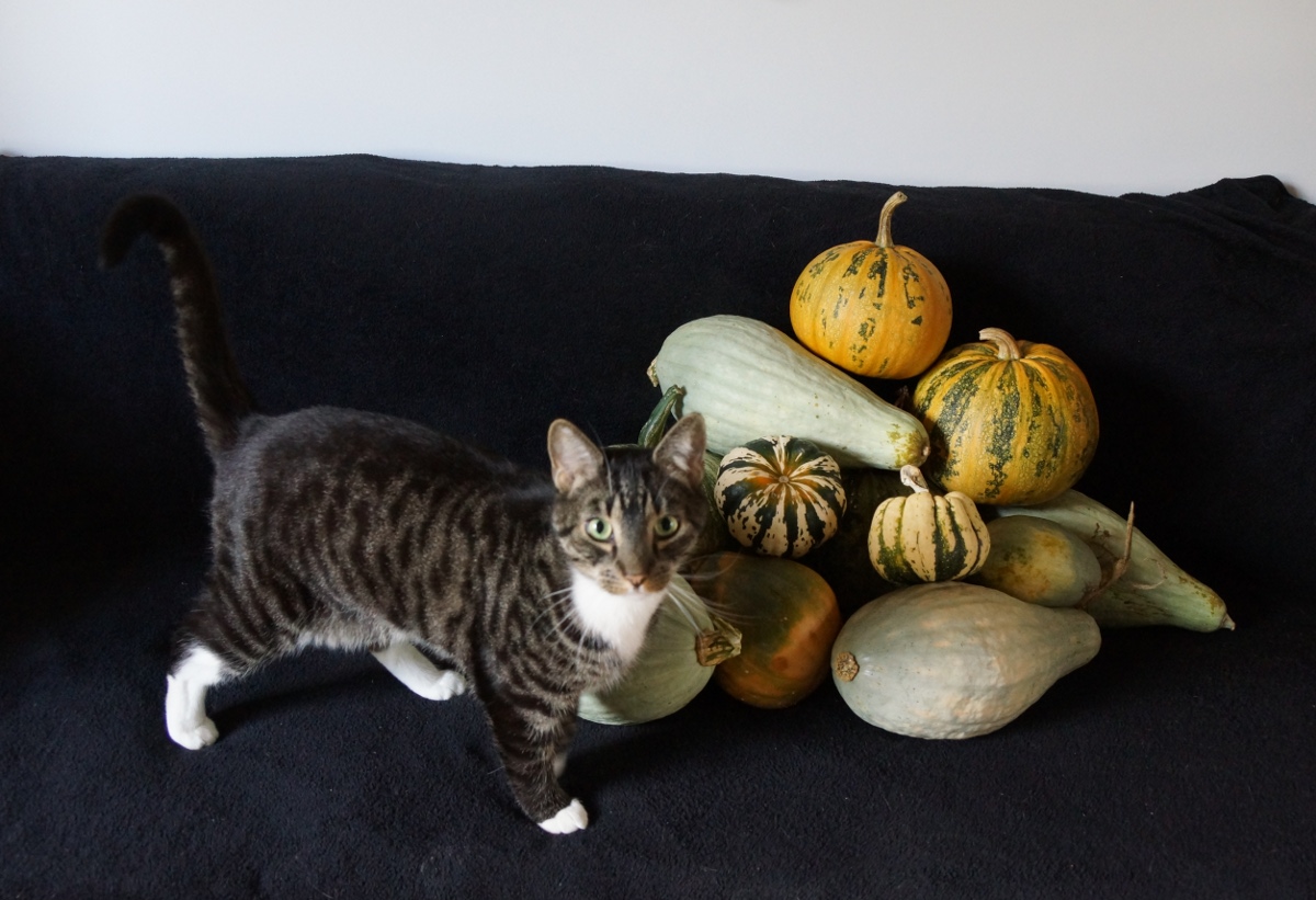 wort and pumpkins