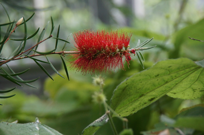 Callistemon sp. - bottle brush