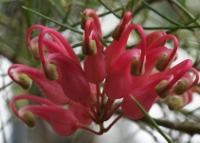 Red grevillea