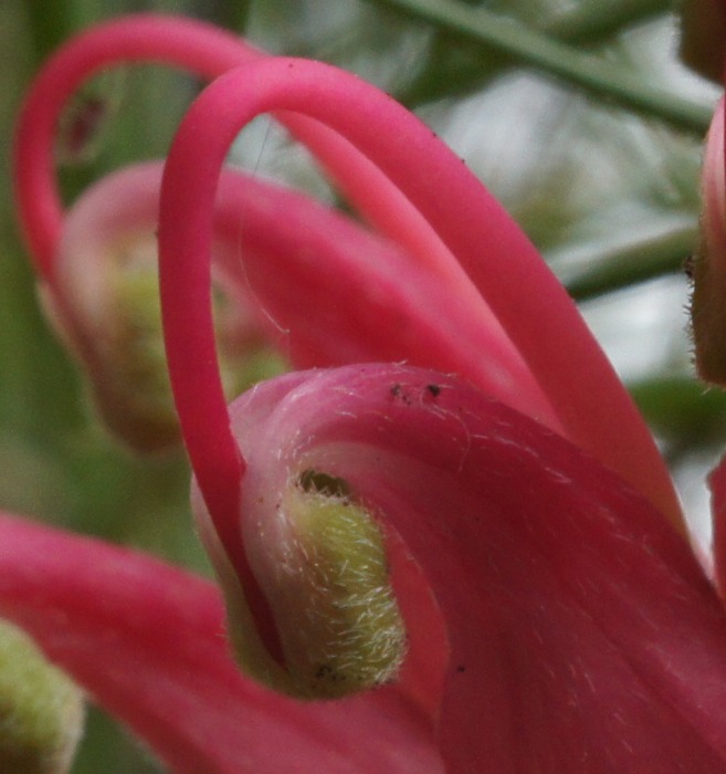 Red grevillea