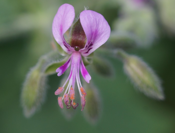 Pelargonium sp