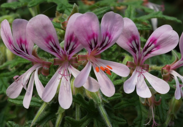 Pelargonium pseudoglutinosum