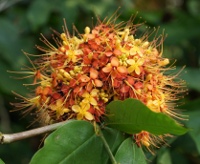 orange and yellow flowers