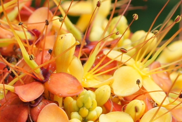 orange and yellow macro flowers