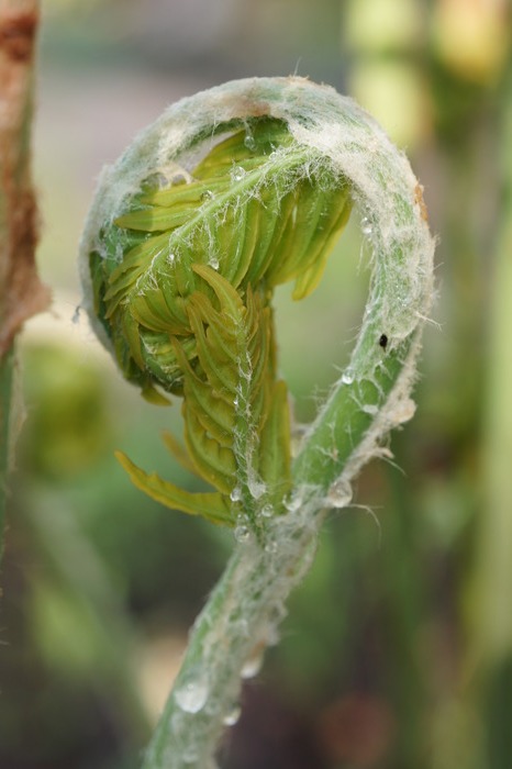 Osmunda regalis