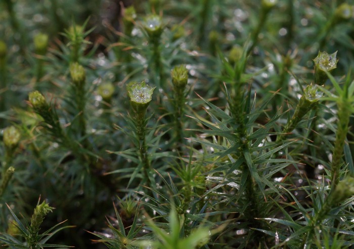 moss in carniverous plant garden