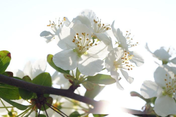 Malus sargentii