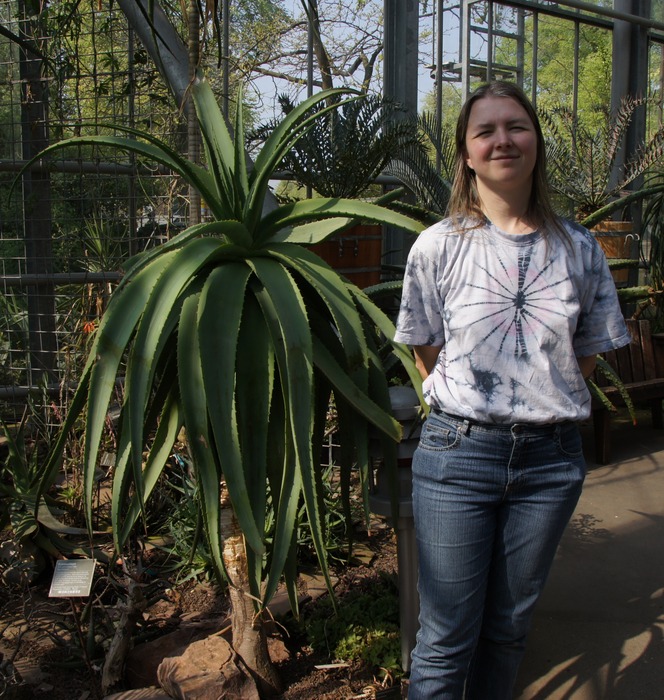 Aloe arborescens