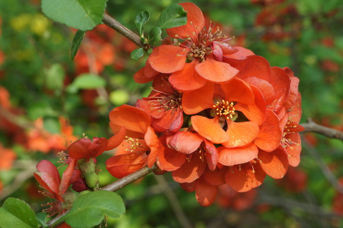 Chaenomeles japonica