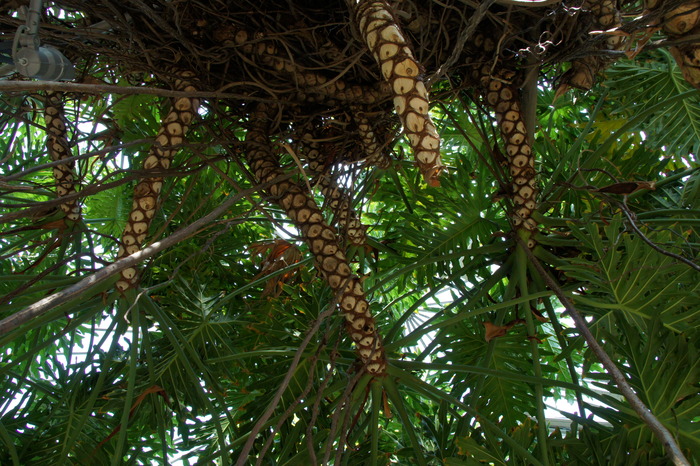 Philodendron bipinnatifidum