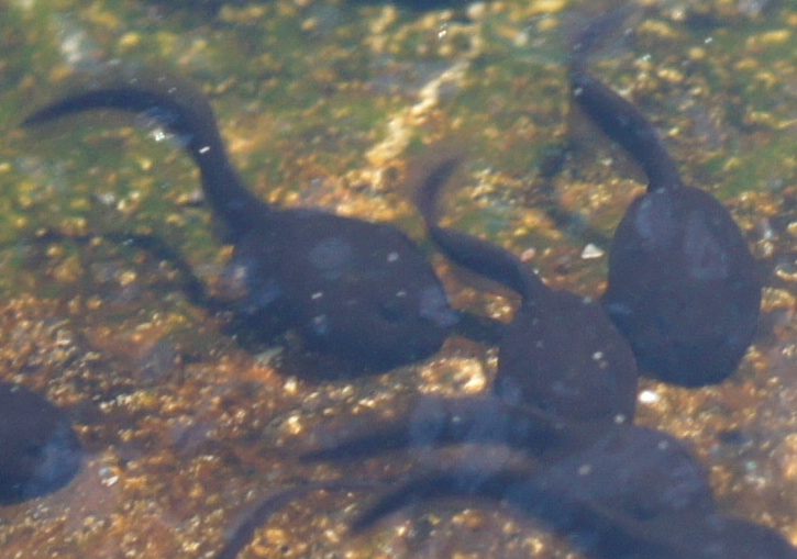 tadpoles