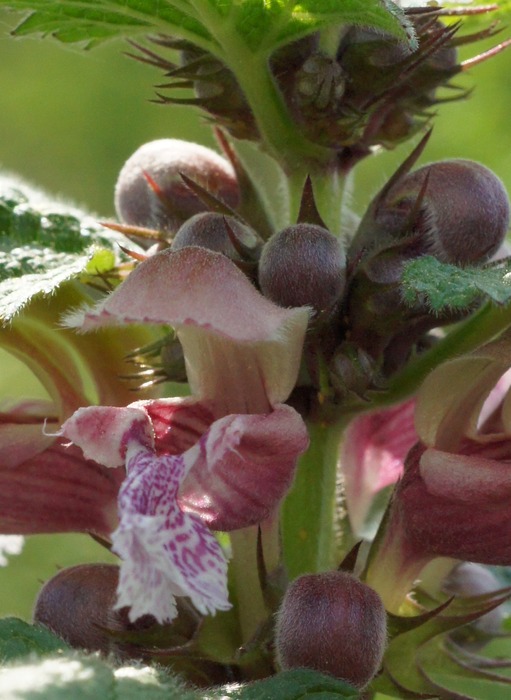 Lamium orvala