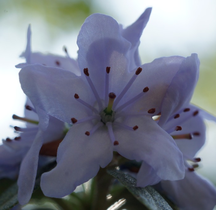 rhododendron sp