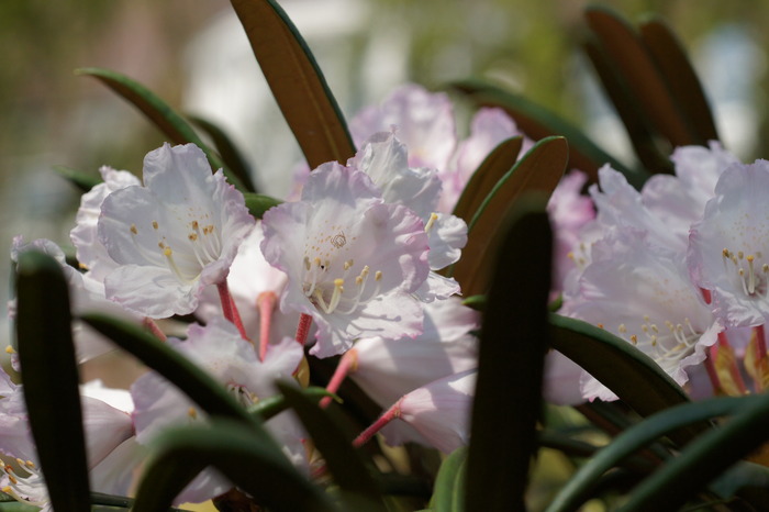 Rhododendron kaempferi Planch.