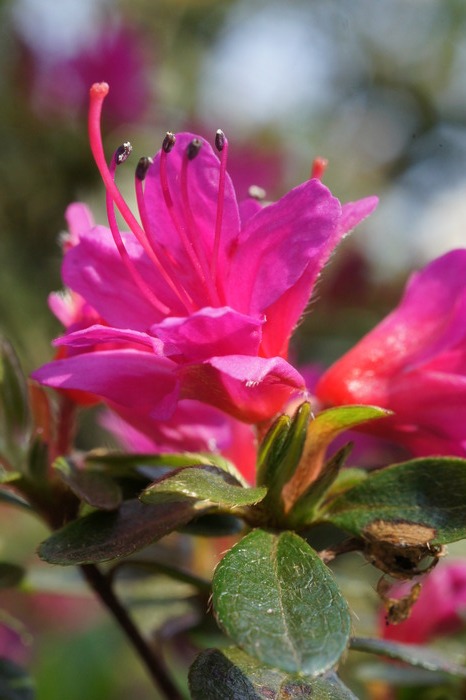 Rhododendron sp