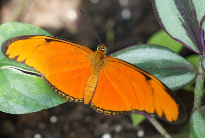 orange butterfly