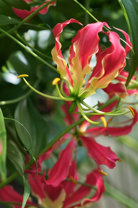 Gloriosa superba