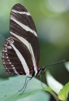 zebra longwing 200px