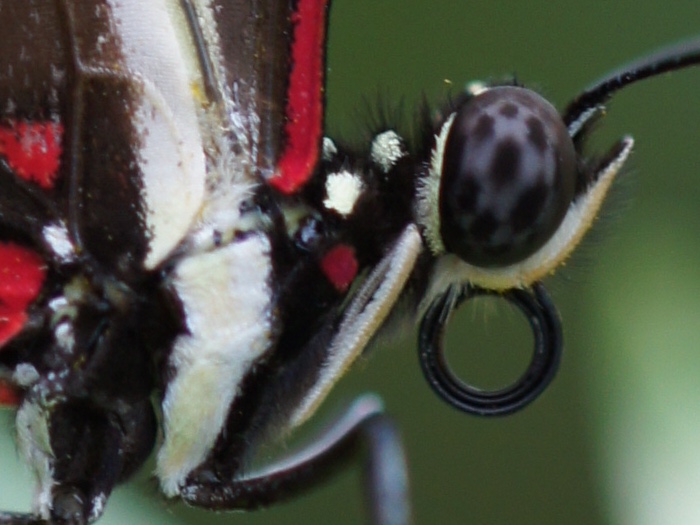 macro zebra longwing