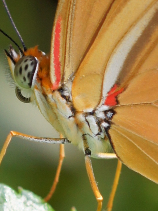 macro orange butterfly