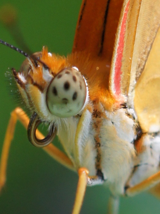 macro orange butterfly