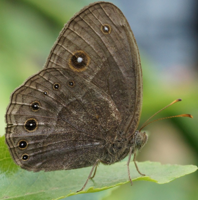 brown butterfly