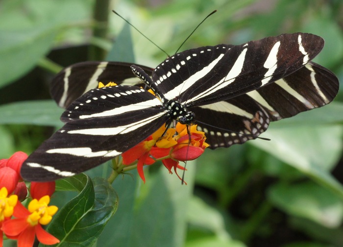 zebra longwings on flower