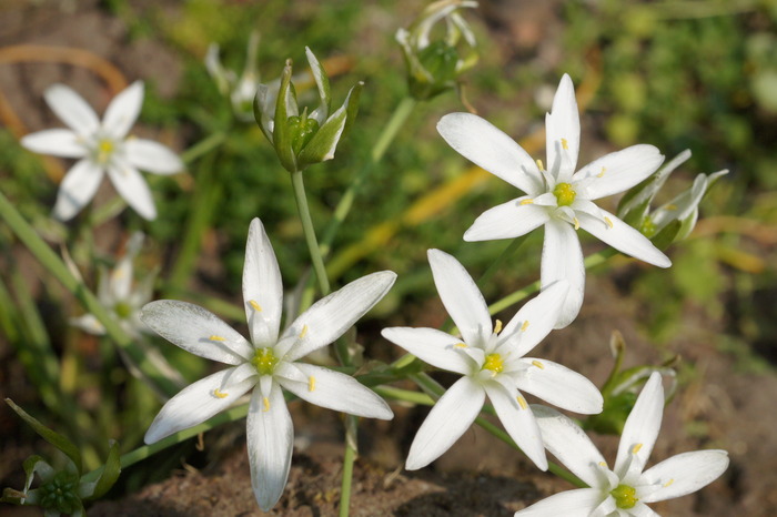 unidentified white flower