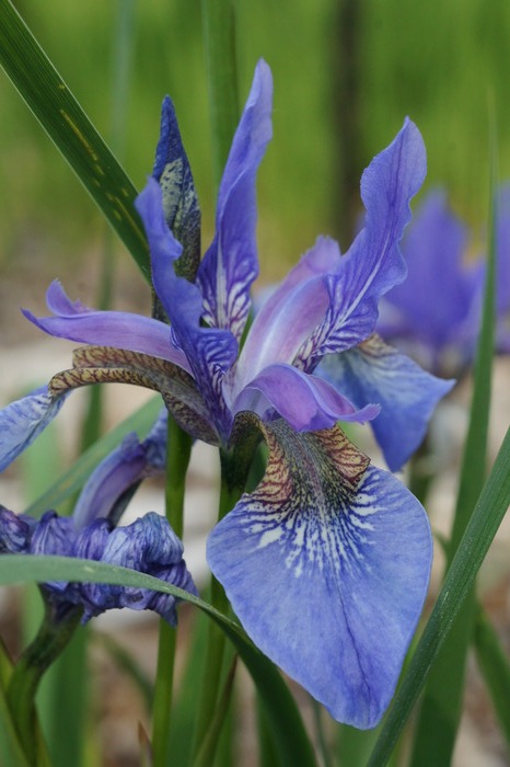 iris