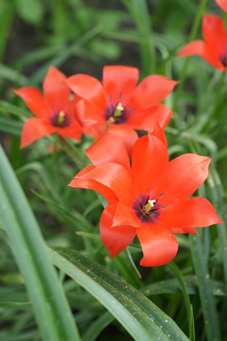 red flowers