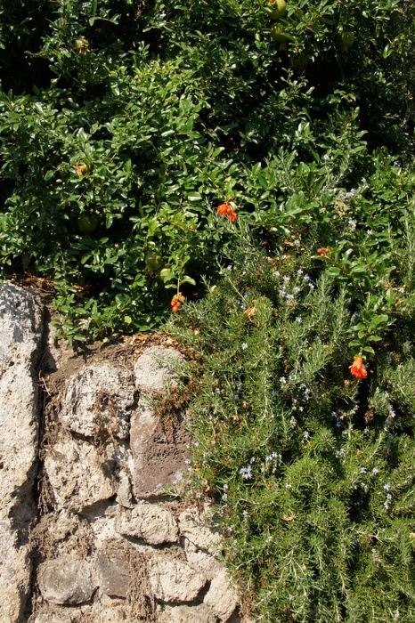 rosemary and pomegranite