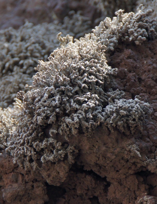 moss or lichen