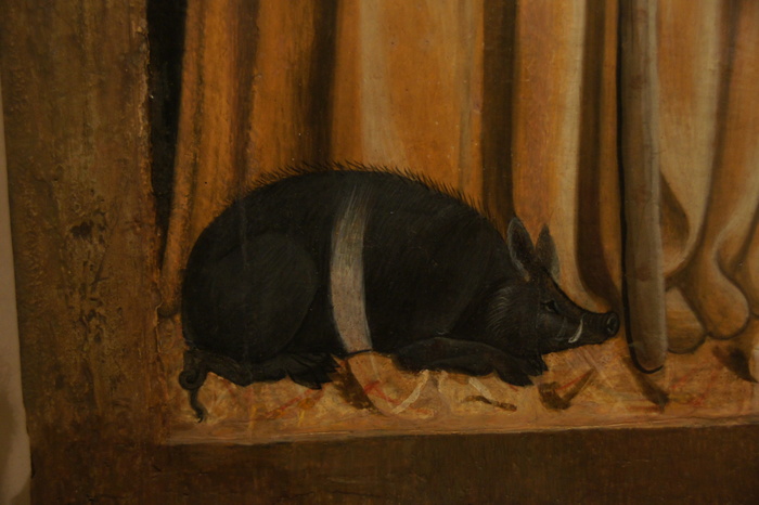 pig with white stripe