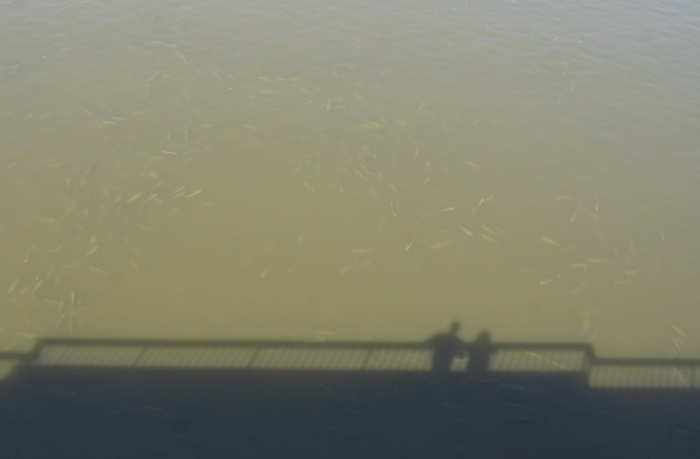 fish in the Arno river