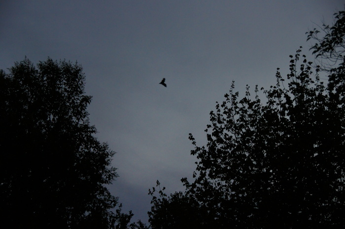 bats in the monestary