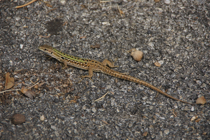 lizard