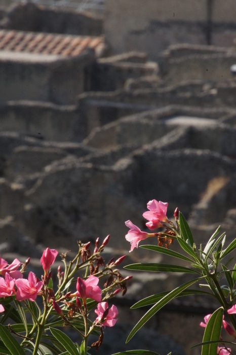 flowers for Herculaneum