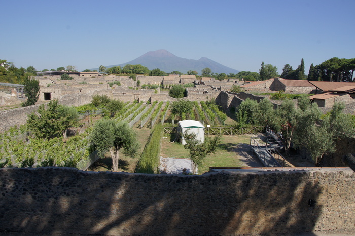 Garden of the Fugitives grapes